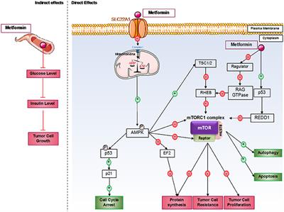 Metformin: Focus on Melanoma